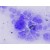 Kính hiển vi hai mắt cao cấp soi tinh trùng, vi khuẩn, tế bào Carson MS-170 (40-1600X) kèm Camera 5.1 MP (Hãng Carson - Mỹ)5