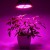 Đèn Led chống nước trồng cây trong nhà Terino D38FS (300W, Full Spectrum, đèn toàn dải quang phổ) - Hàng chính hãng1