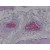 Kính hiển vi hai mắt cao cấp soi tinh trùng, vi khuẩn, tế bào Carson MS-170 (40-1600X) kèm Camera 5.1 MP (Hãng Carson - Mỹ)1