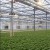Đèn Led cao cấp trồng cây trong nhà dùng cho nông nghiệp Terino D240 (240W, đèn toàn dải quang phổ cho cây phát triển) - Hàng chính hãng2
